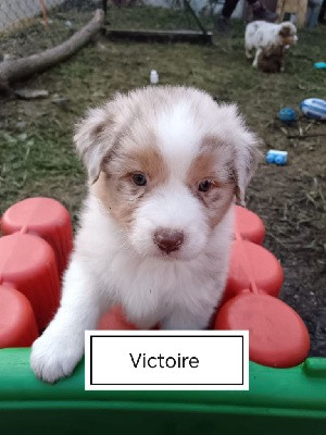  Victoire