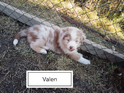 Valen