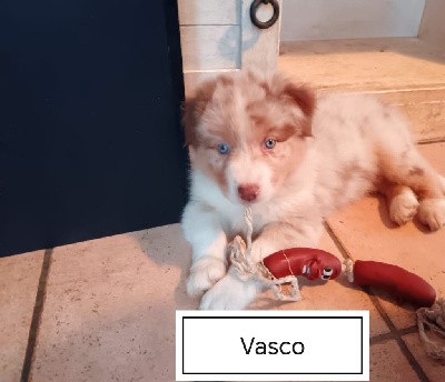 Vasco