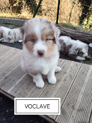  Voclave