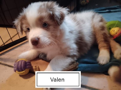 Valen