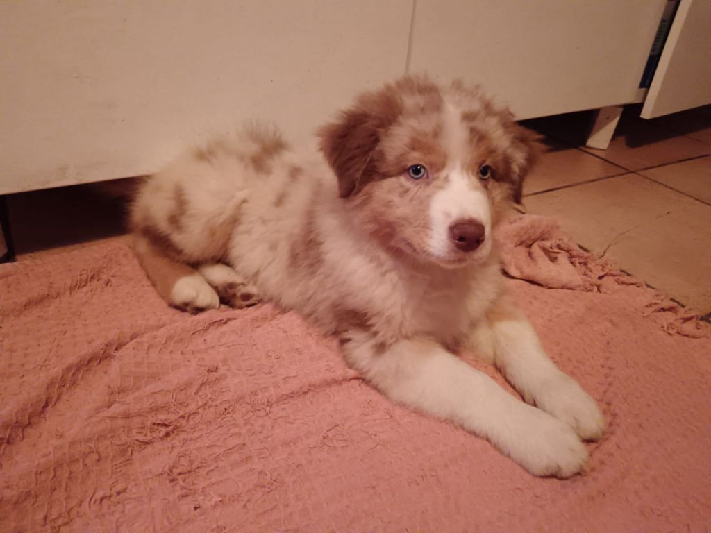 Du Berger Des Alpages - Chiot disponible  - Berger Australien