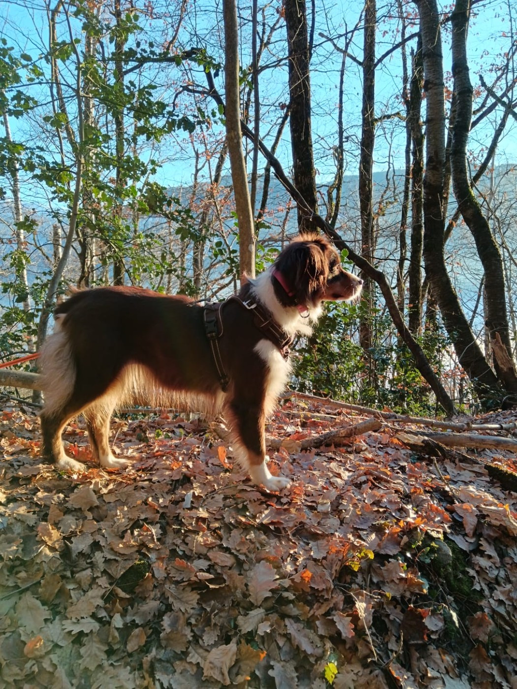 S'kiara Du Sapin Epineux