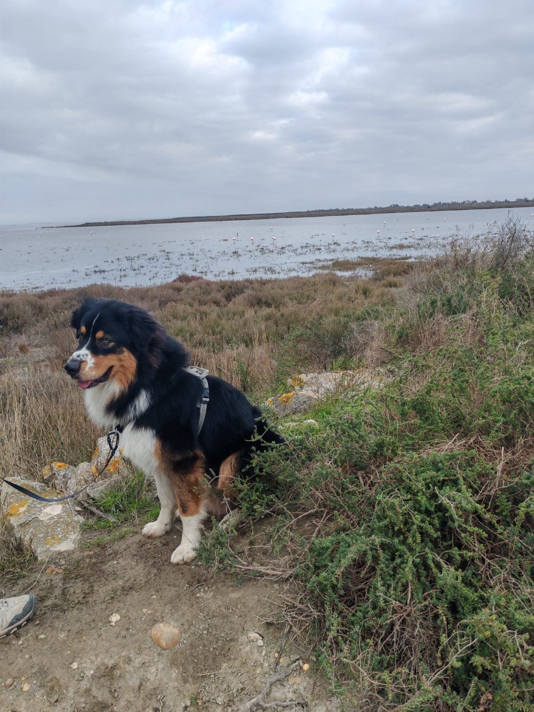 Végas Du Berger Des Alpages