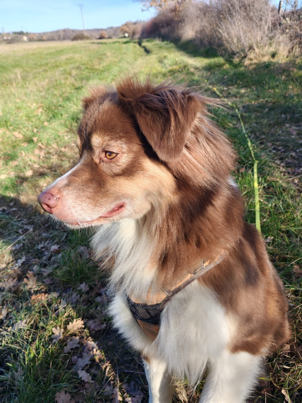 Scarlette Du Chemin De Mathenou