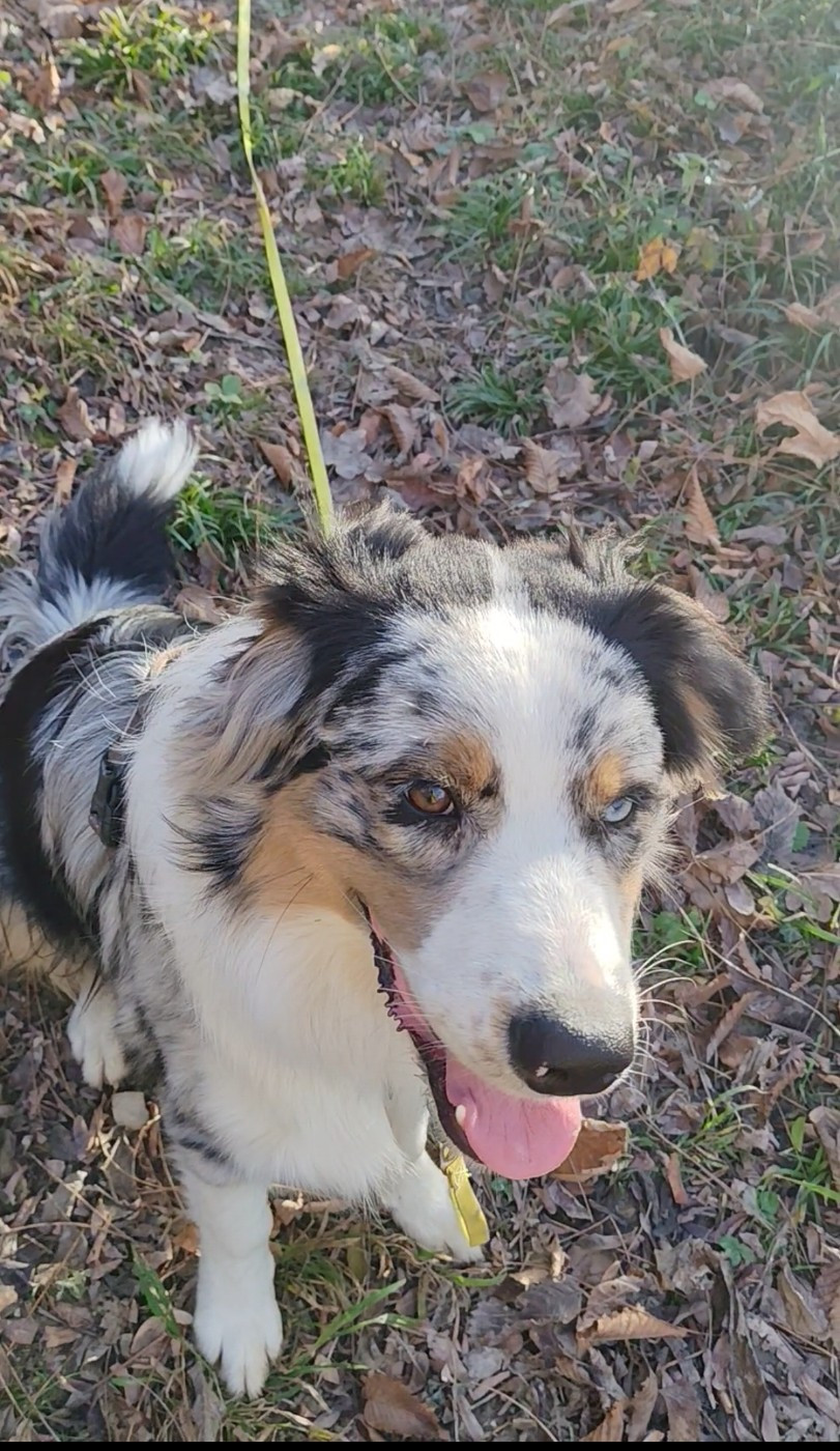 Aravis Du Berger Des Alpages