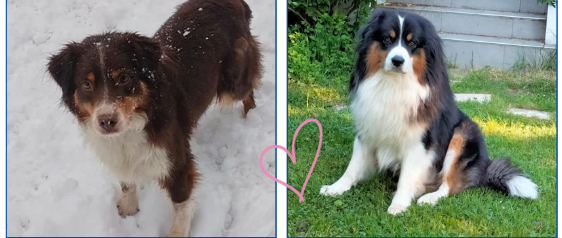 Portée de Piekna prévue prochainement