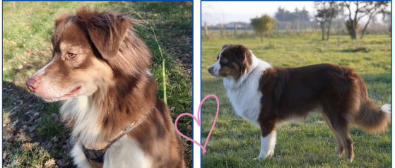 Scarlette, portée prévue en Mars