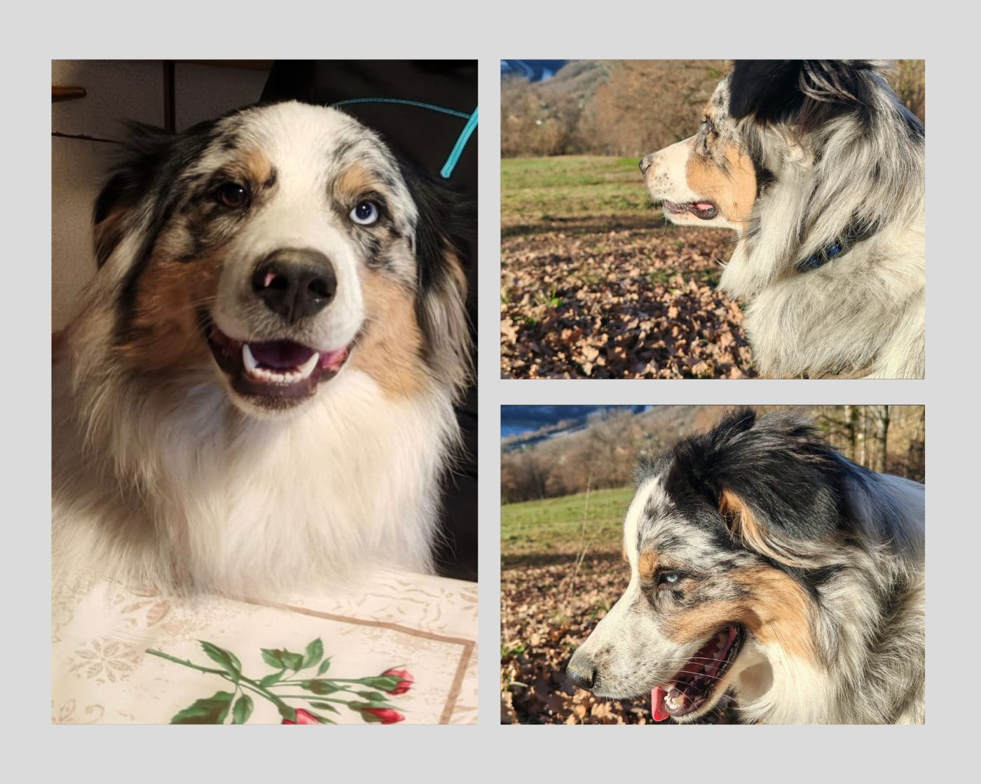 Aravis recherche sa famille 5 étoiles