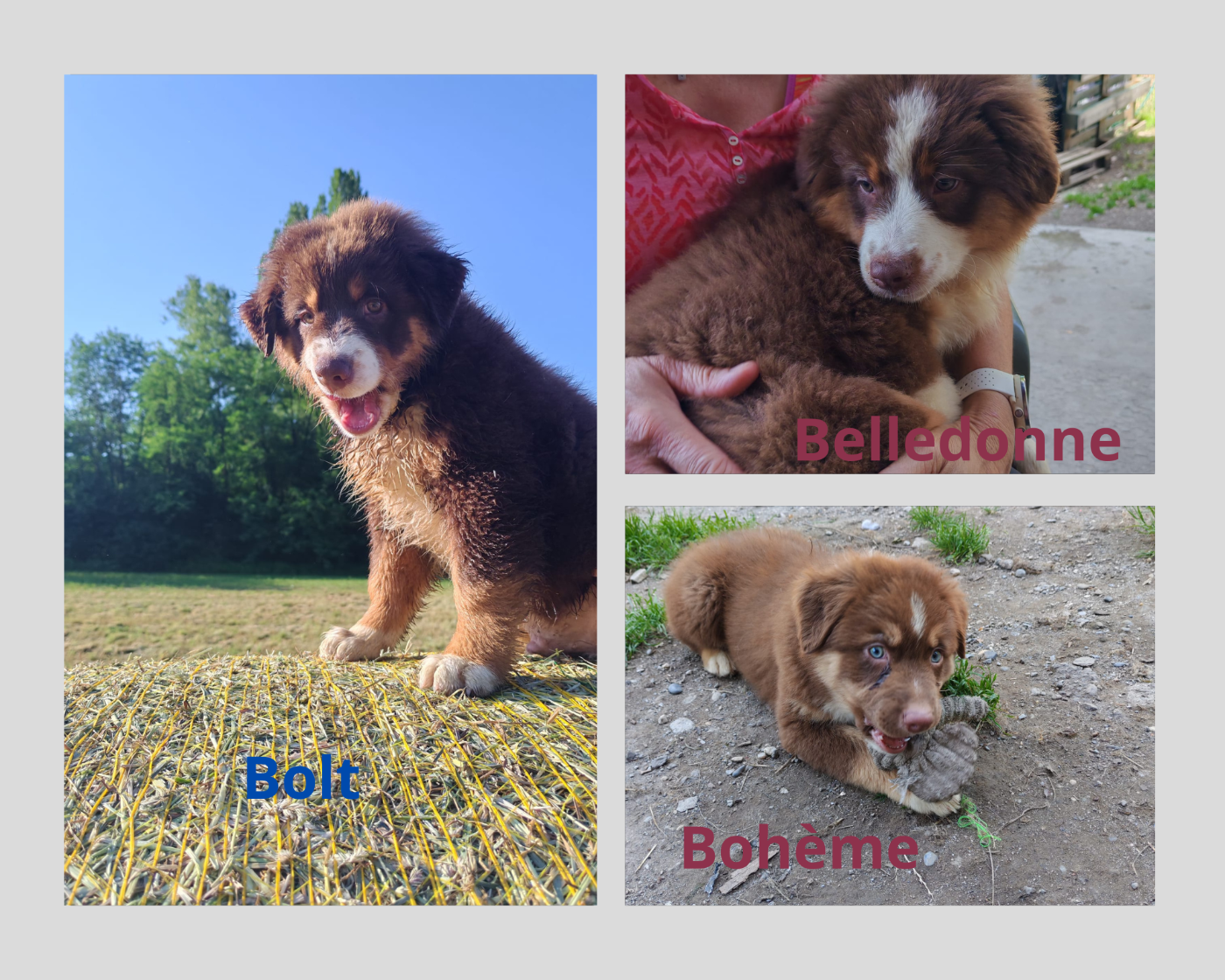 3 chiots recherchent leur famille