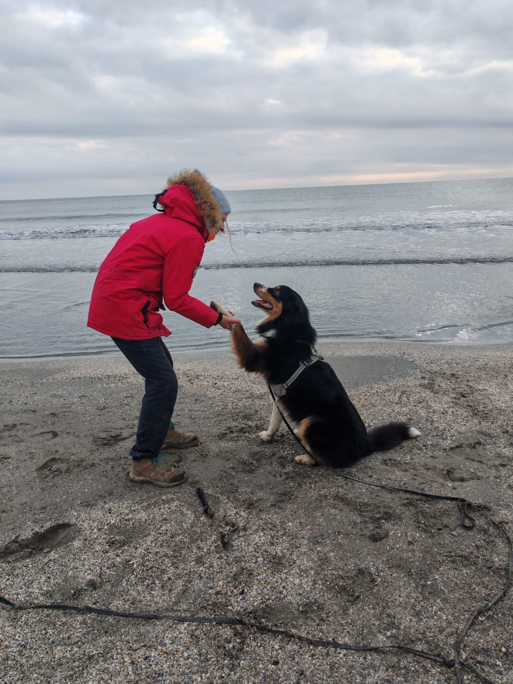 Les chiens de l'élevage