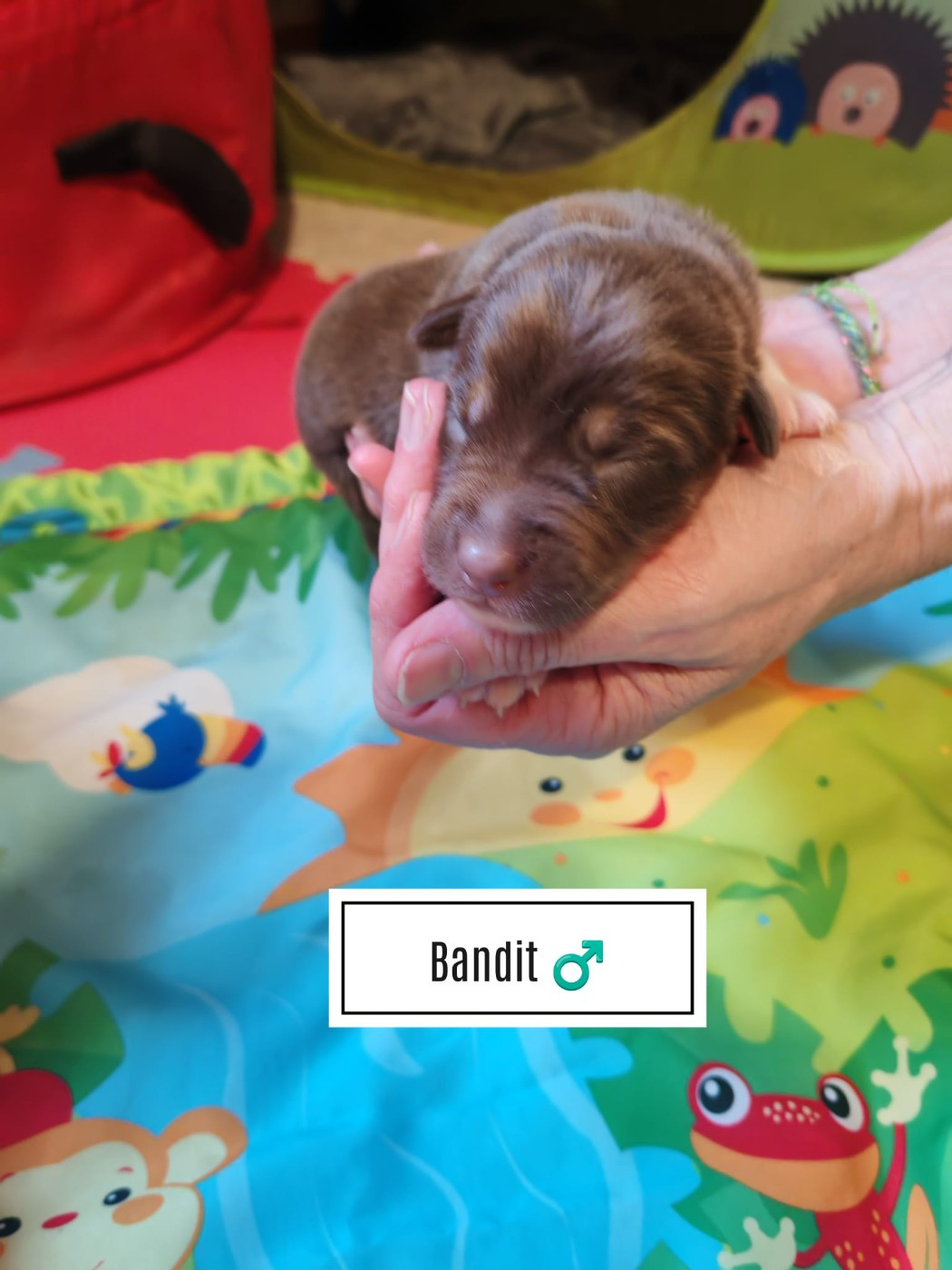 Du Berger Des Alpages - Chiots disponibles - Berger Australien