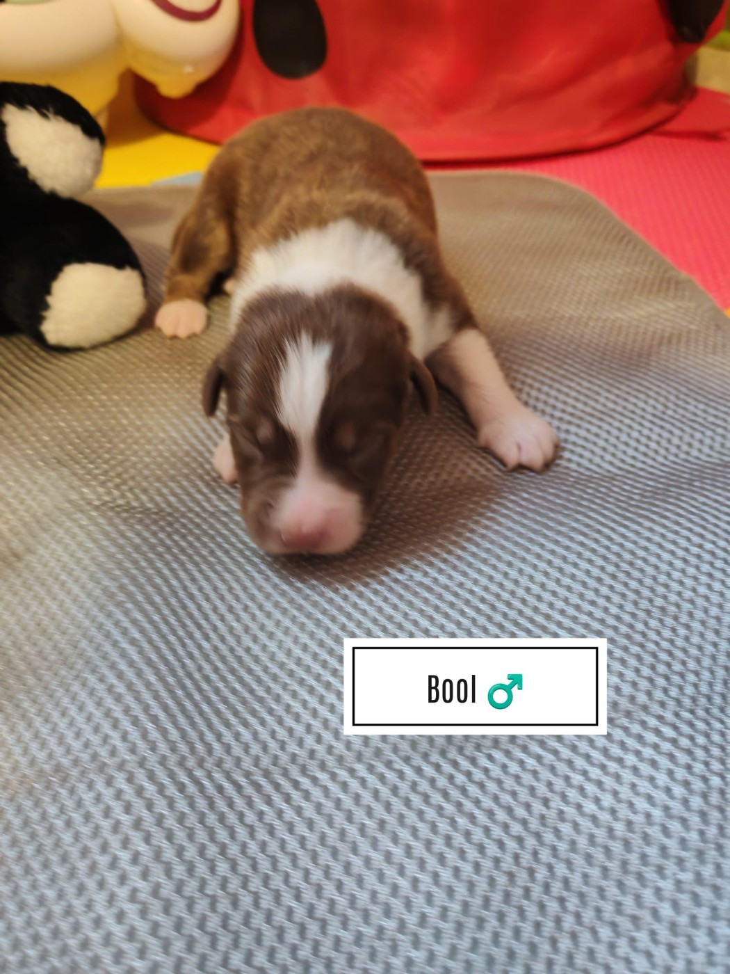 Du Berger Des Alpages - Chiots disponibles - Berger Australien