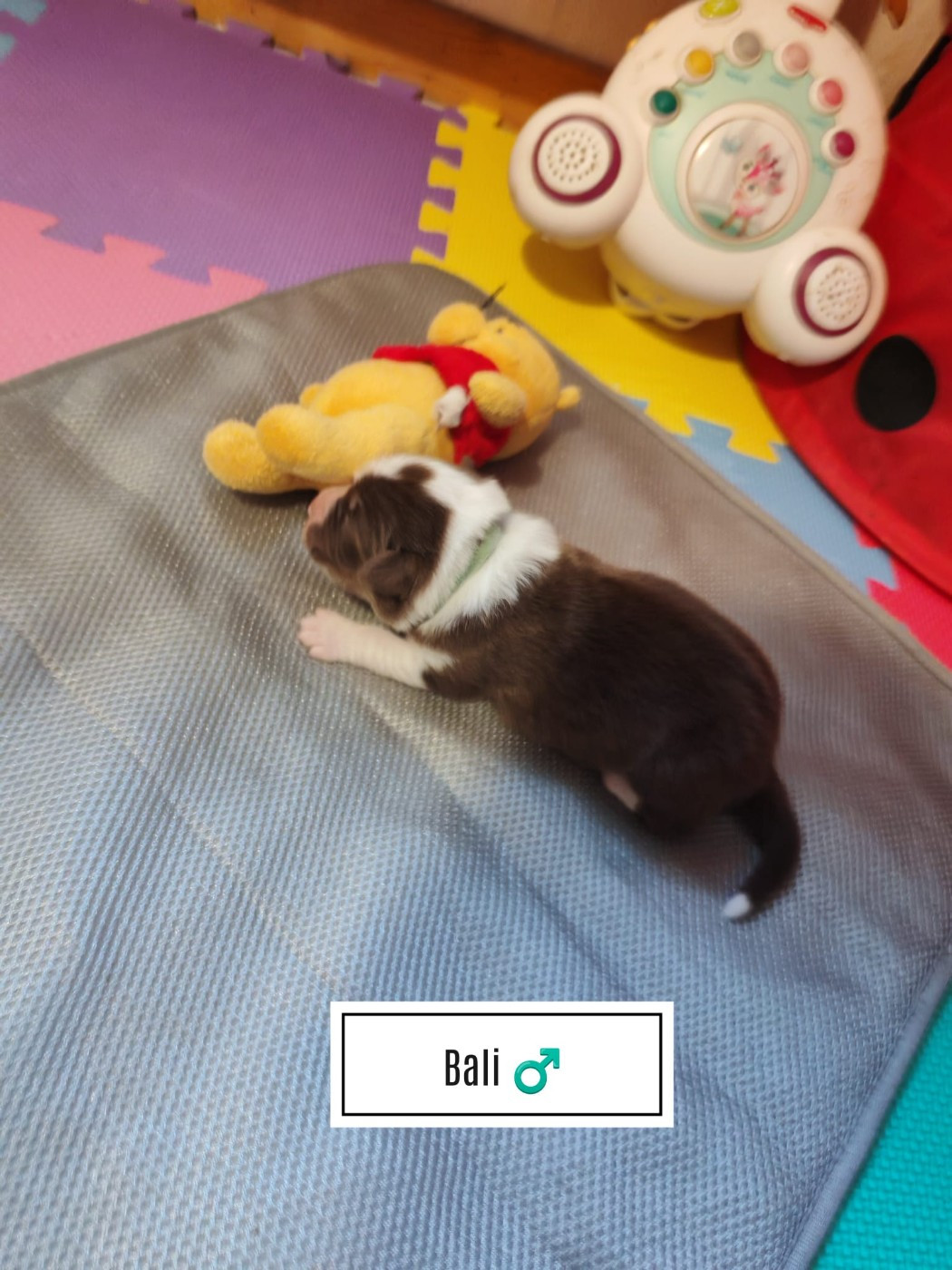 Du Berger Des Alpages - Chiots disponibles - Berger Australien