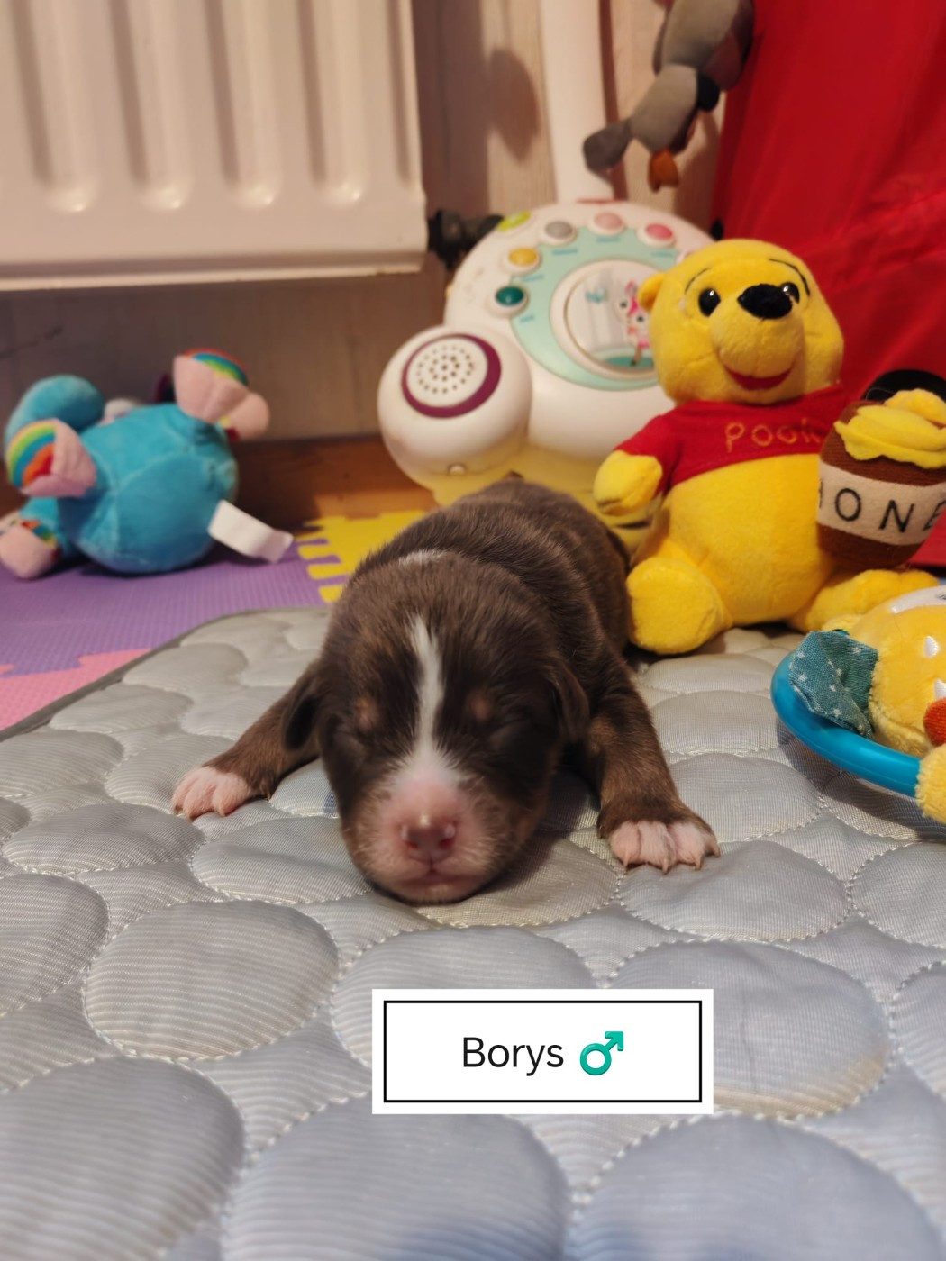 Du Berger Des Alpages - Chiots disponibles - Berger Australien