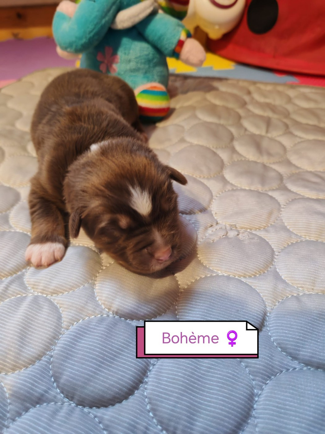 Du Berger Des Alpages - Chiots disponibles - Berger Australien