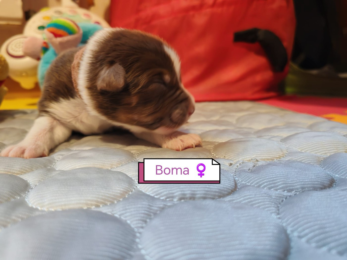 Du Berger Des Alpages - Chiots disponibles - Berger Australien