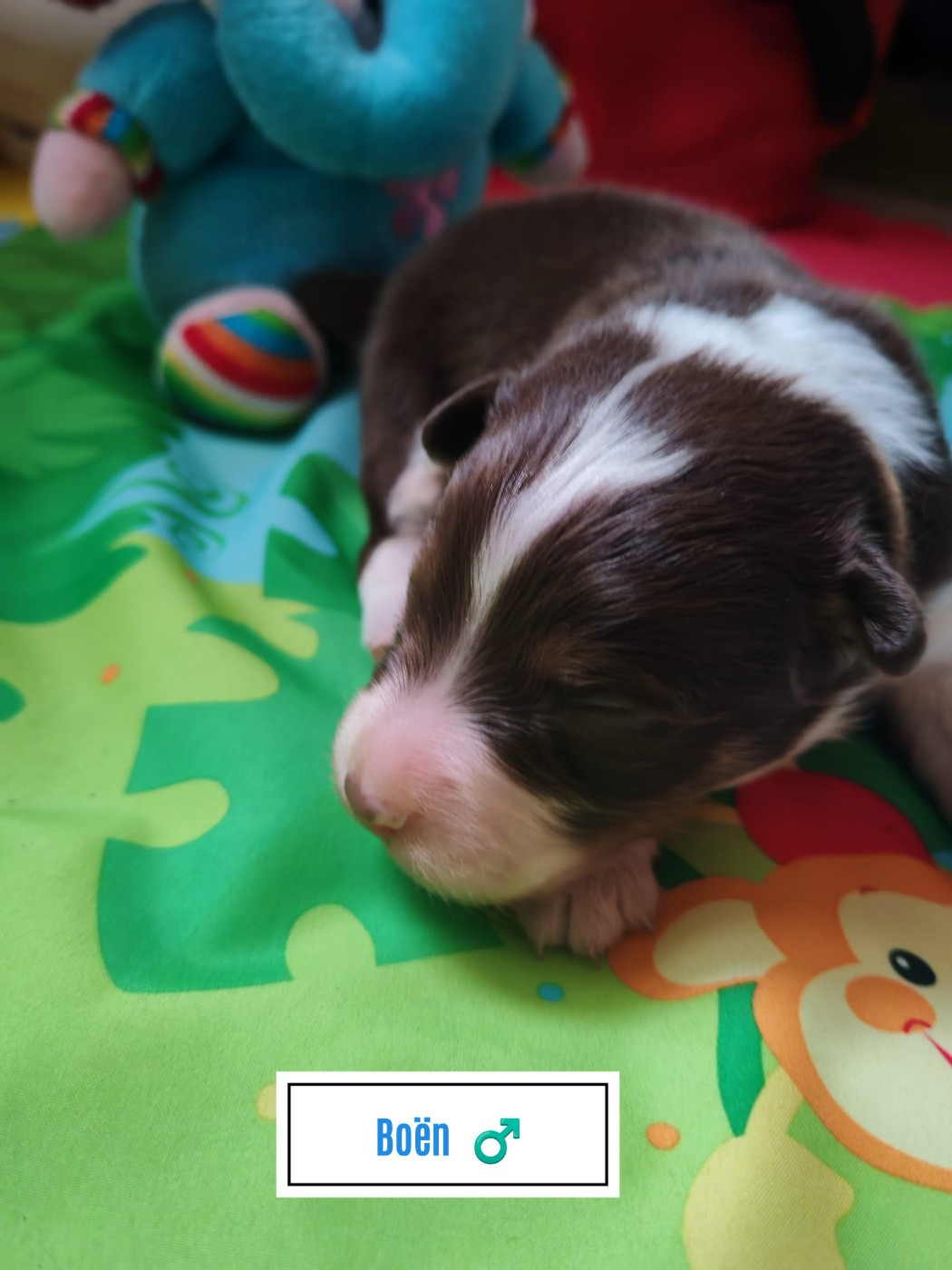Du Berger Des Alpages - Chiots disponibles - Berger Australien