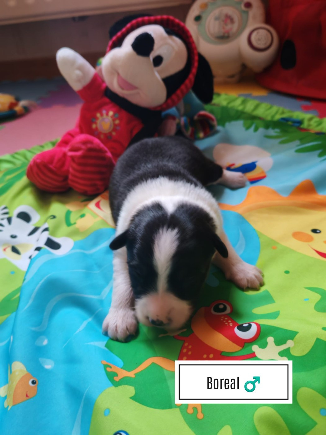 Du Berger Des Alpages - Chiots disponibles - Berger Australien