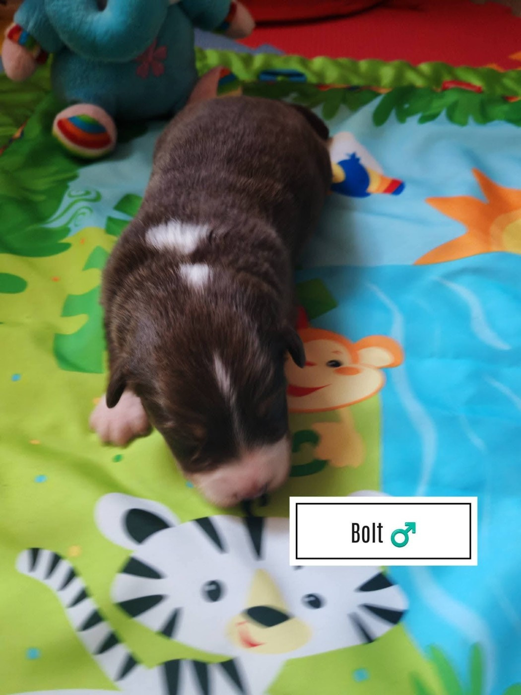 Du Berger Des Alpages - Chiots disponibles - Berger Australien