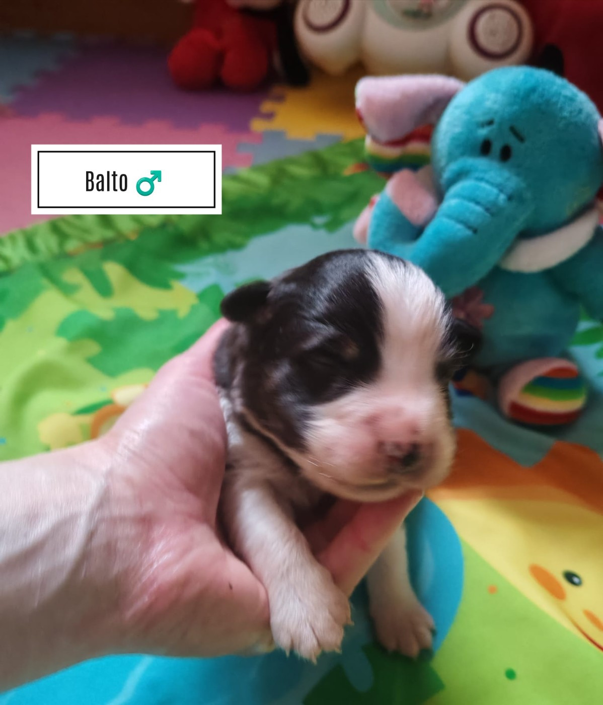 Du Berger Des Alpages - Chiots disponibles - Berger Australien