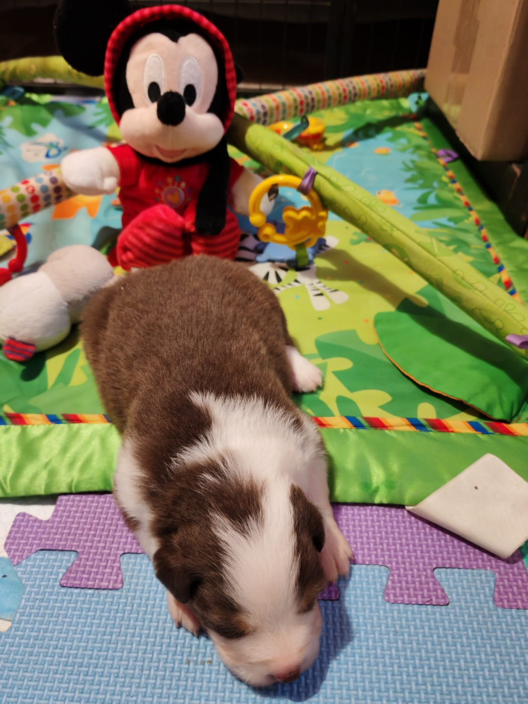 Du Berger Des Alpages - Chiots disponibles - Berger Australien