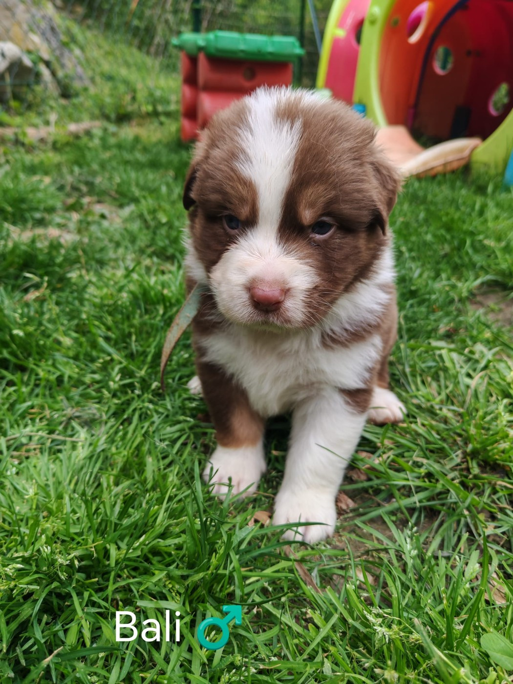 Du Berger Des Alpages - Chiots disponibles - Berger Australien