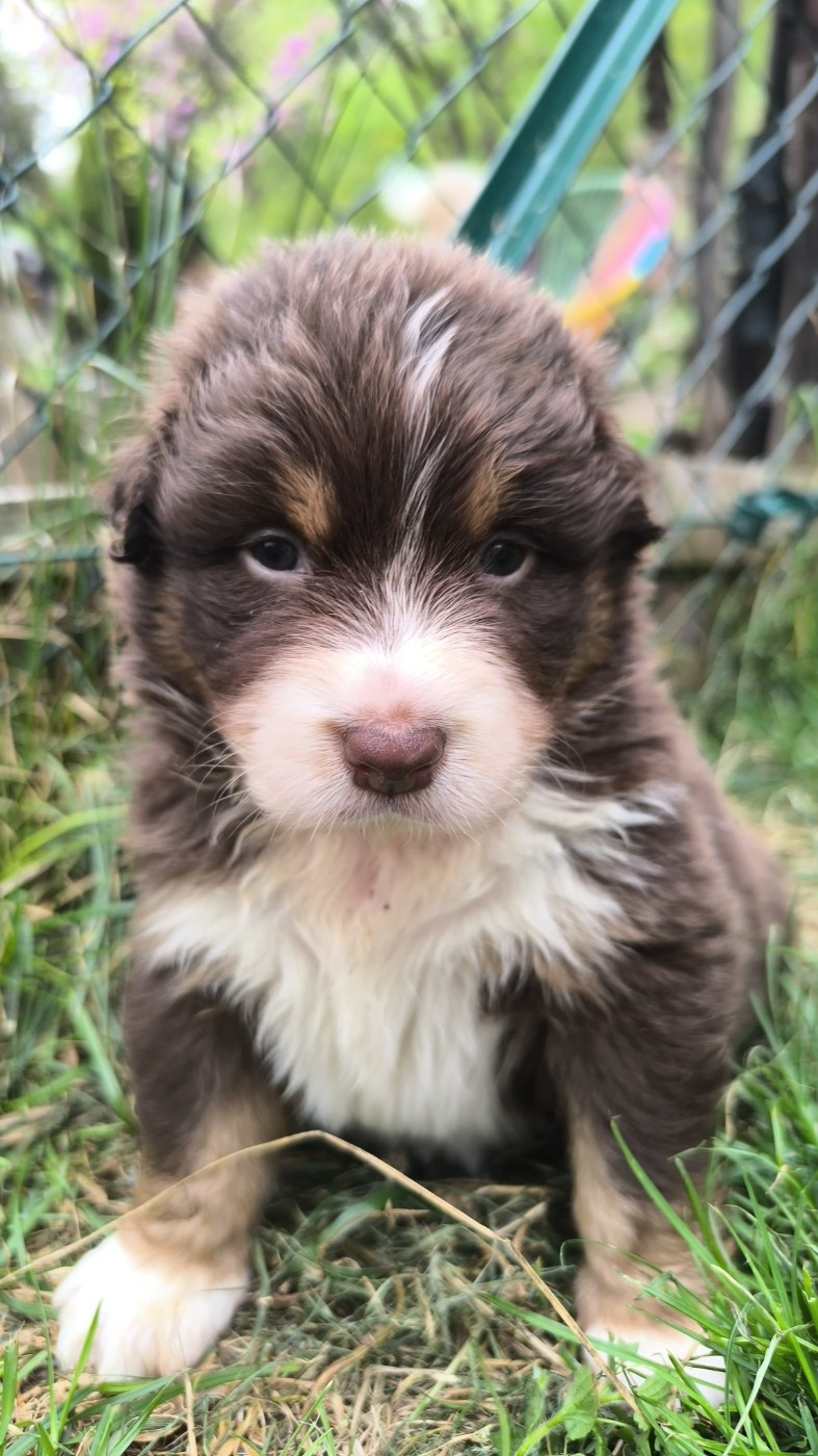 Du Berger Des Alpages - Chiots disponibles - Berger Australien