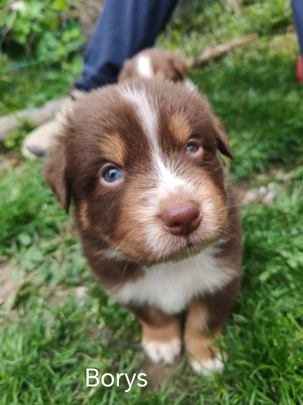 Du Berger Des Alpages - Chiots disponibles - Berger Australien