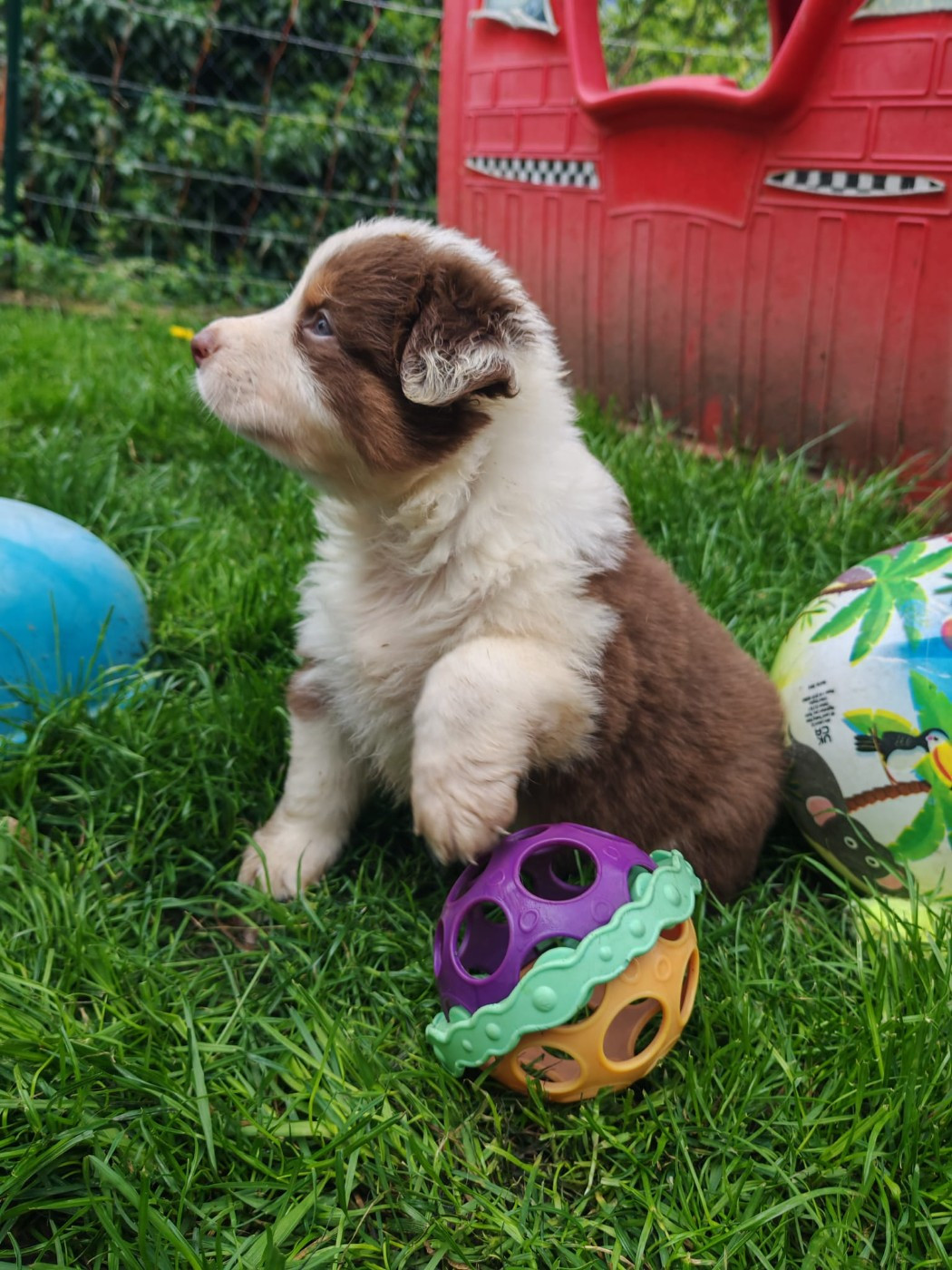 Du Berger Des Alpages - Chiots disponibles - Berger Australien