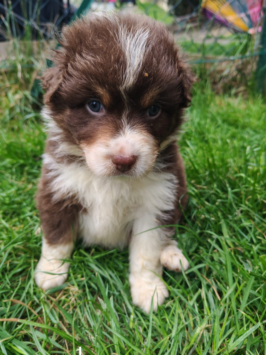Du Berger Des Alpages - Chiots disponibles - Berger Australien