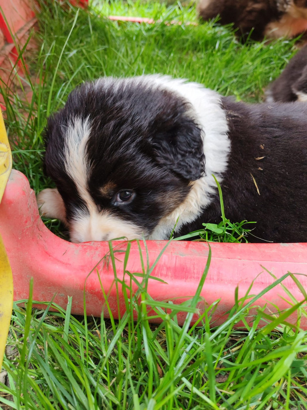Du Berger Des Alpages - Chiots disponibles - Berger Australien