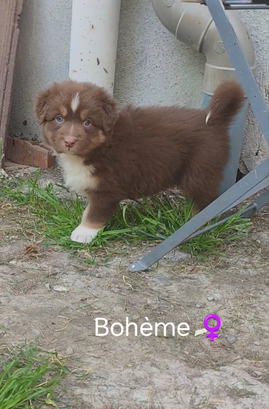 Du Berger Des Alpages - Chiots disponibles - Berger Australien