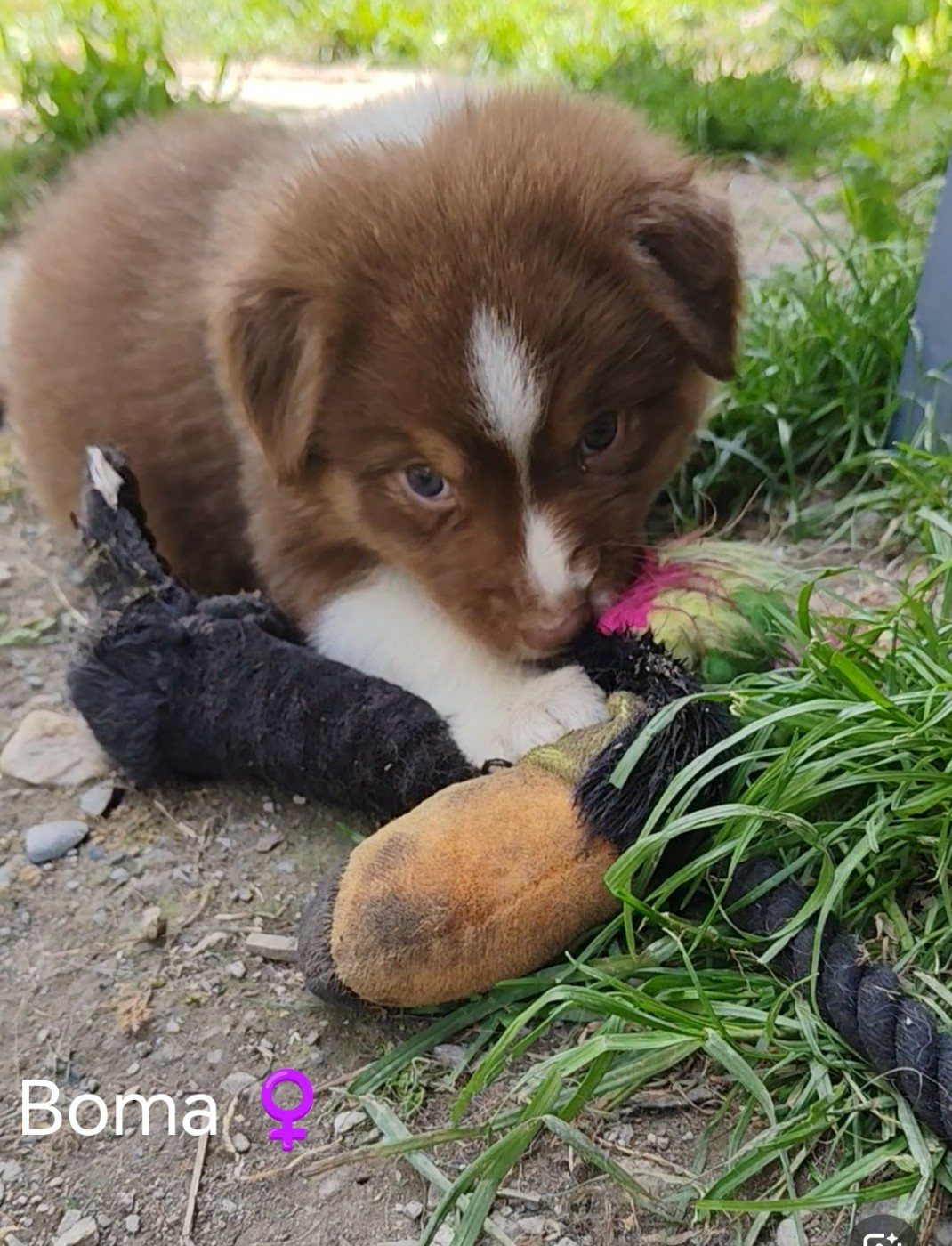 Du Berger Des Alpages - Chiots disponibles - Berger Australien