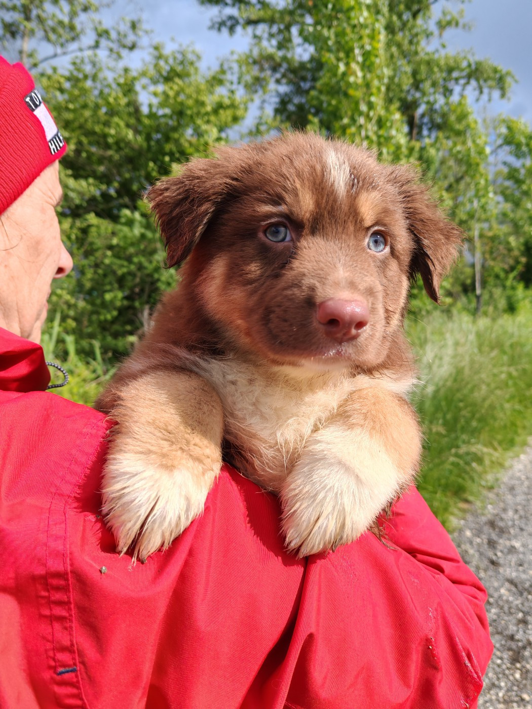 Du Berger Des Alpages - Chiots disponibles - Berger Australien