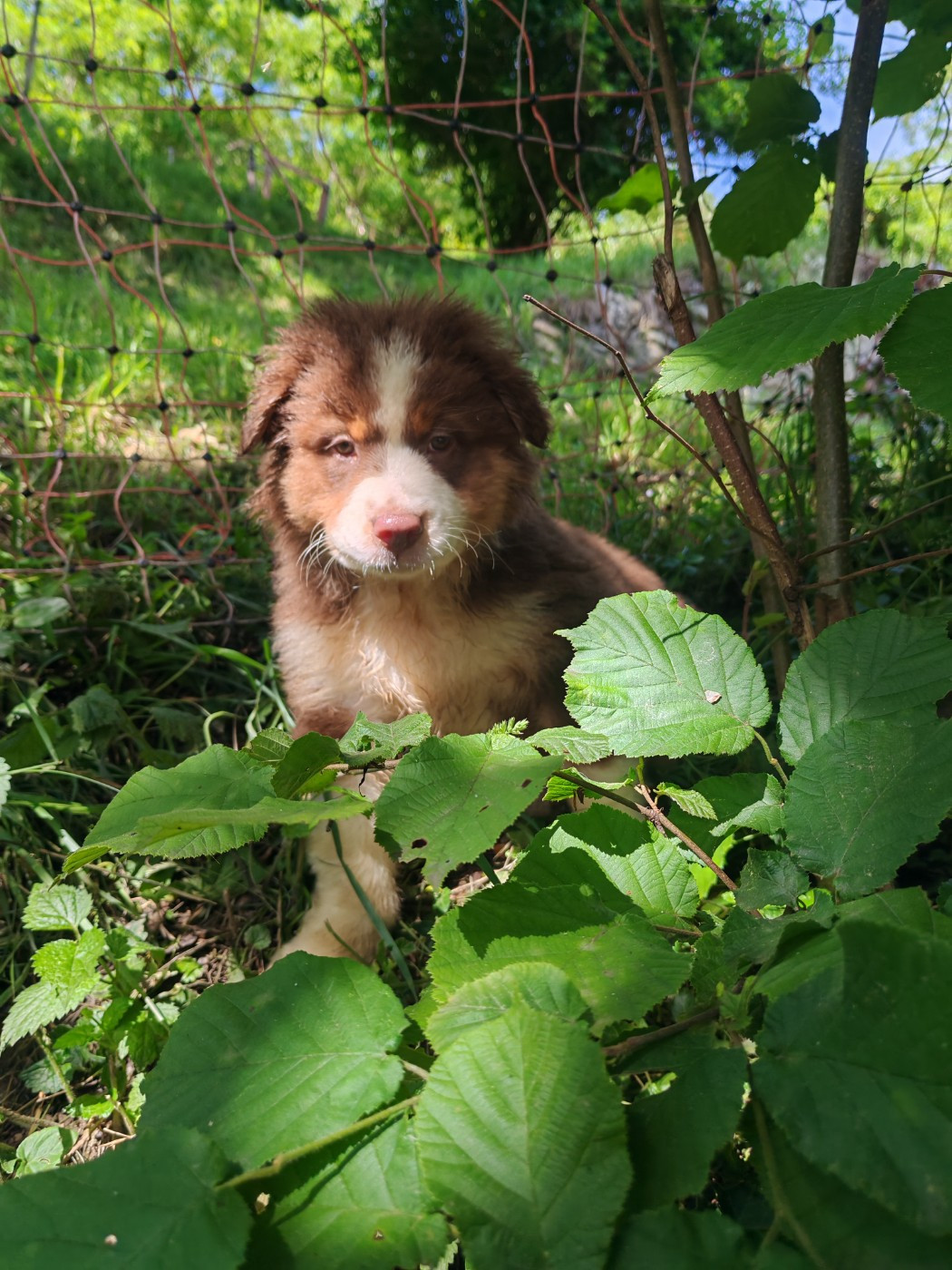 Du Berger Des Alpages - Chiots disponibles - Berger Australien