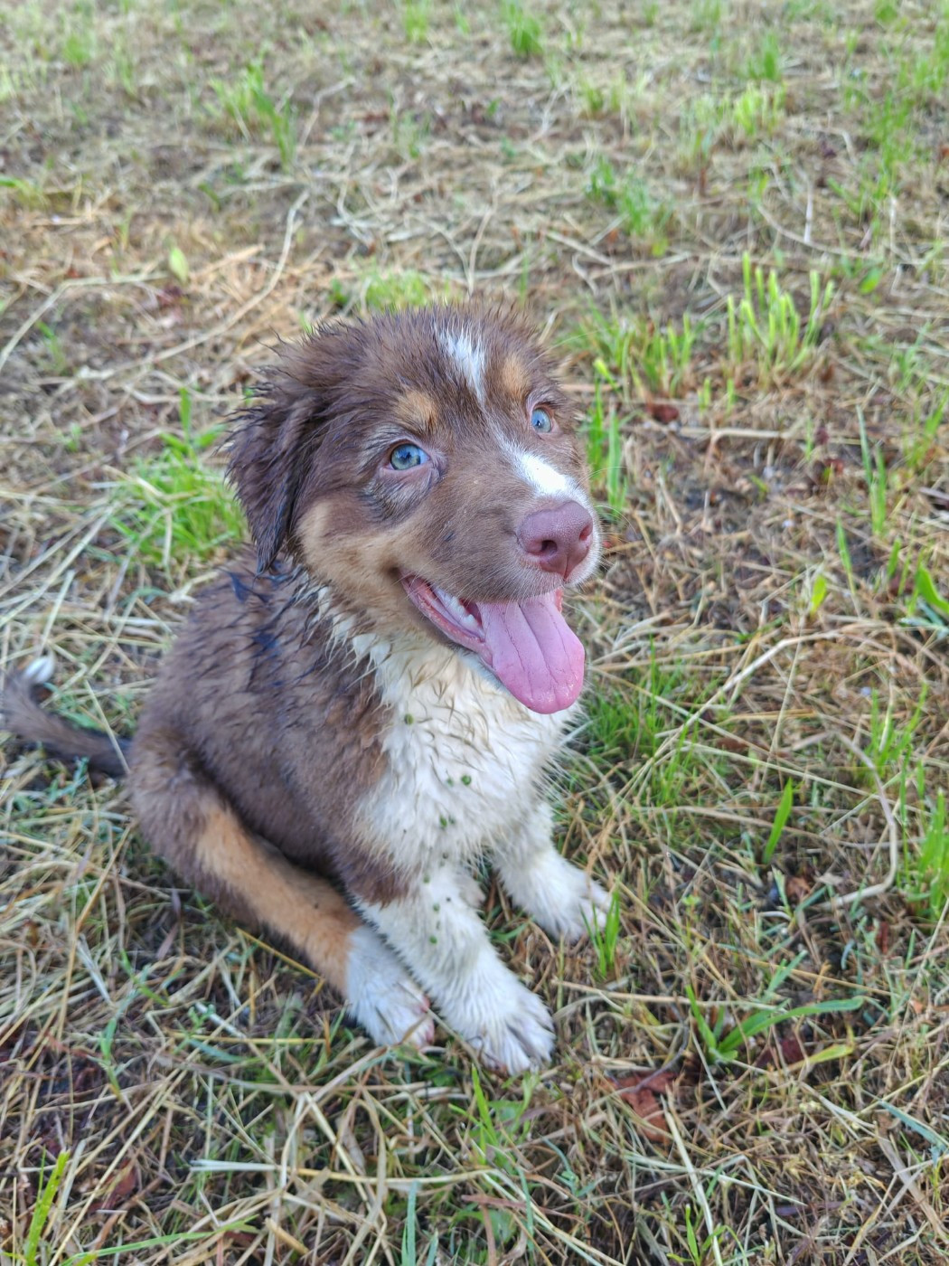 Du Berger Des Alpages - Chiots disponibles - Berger Australien