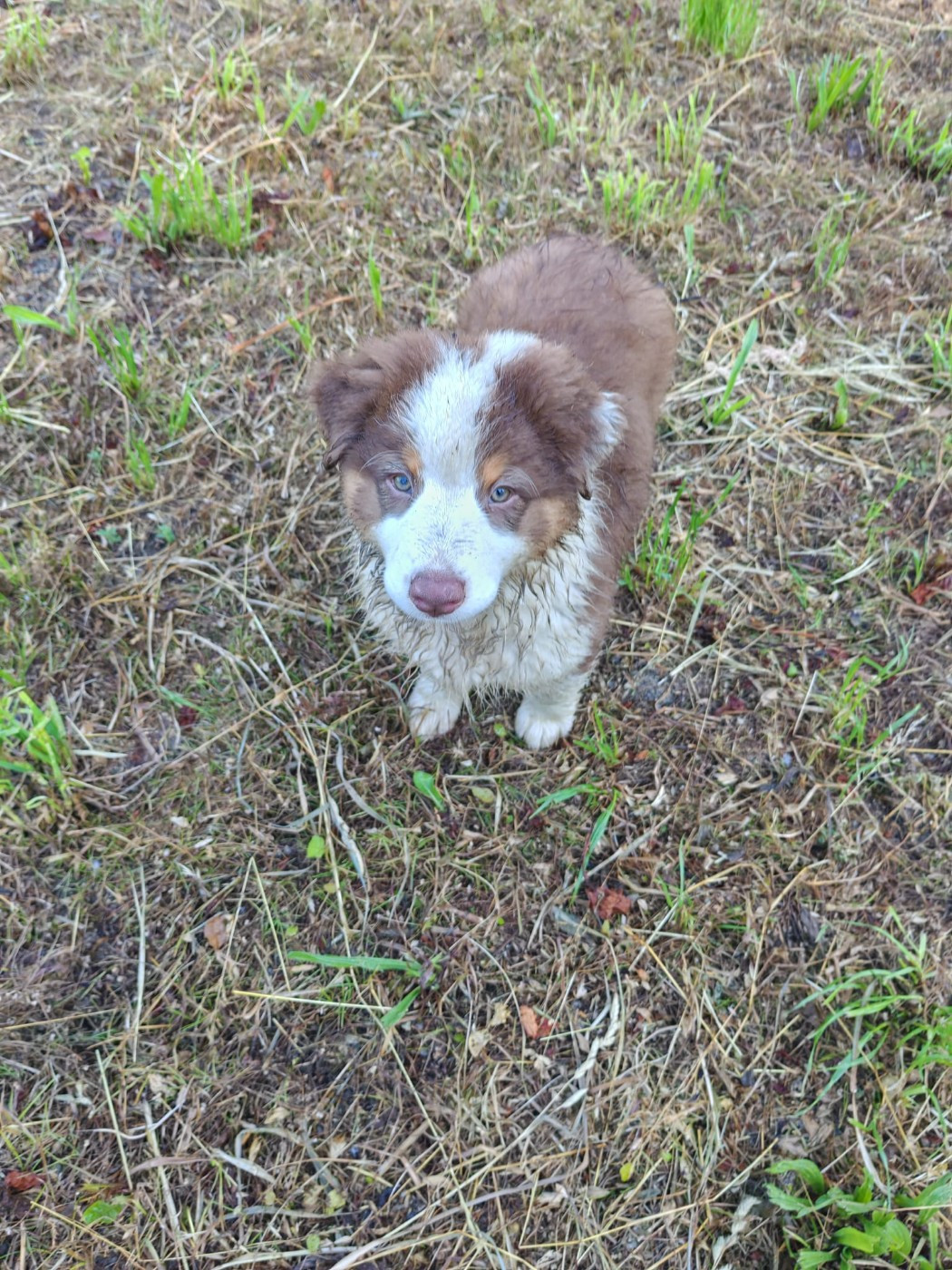 Du Berger Des Alpages - Chiots disponibles - Berger Australien