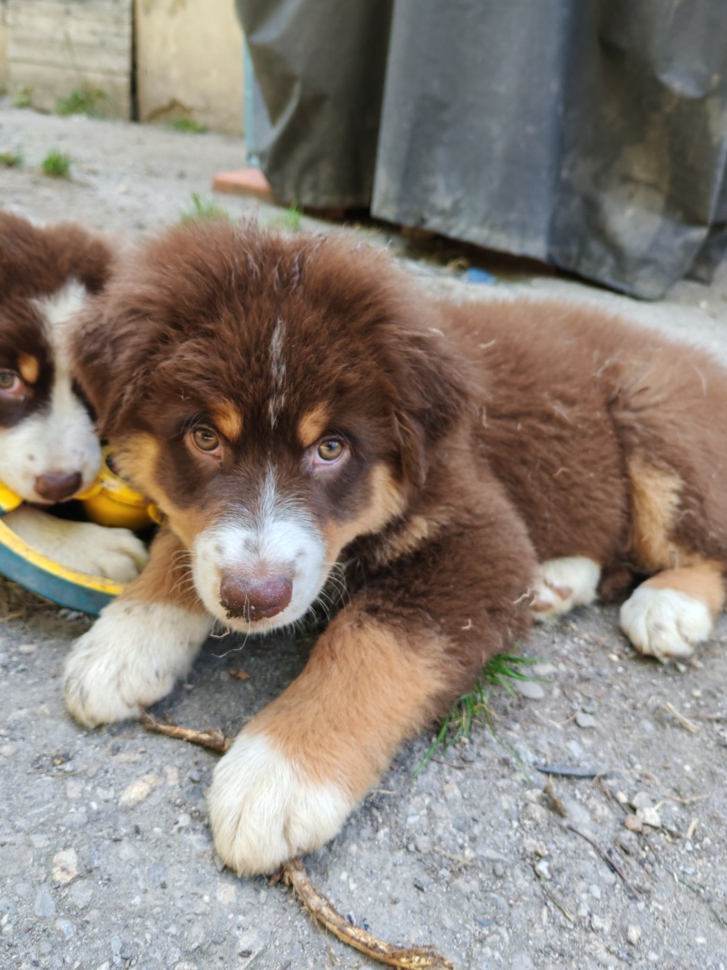 Du Berger Des Alpages - Chiots disponibles - Berger Australien