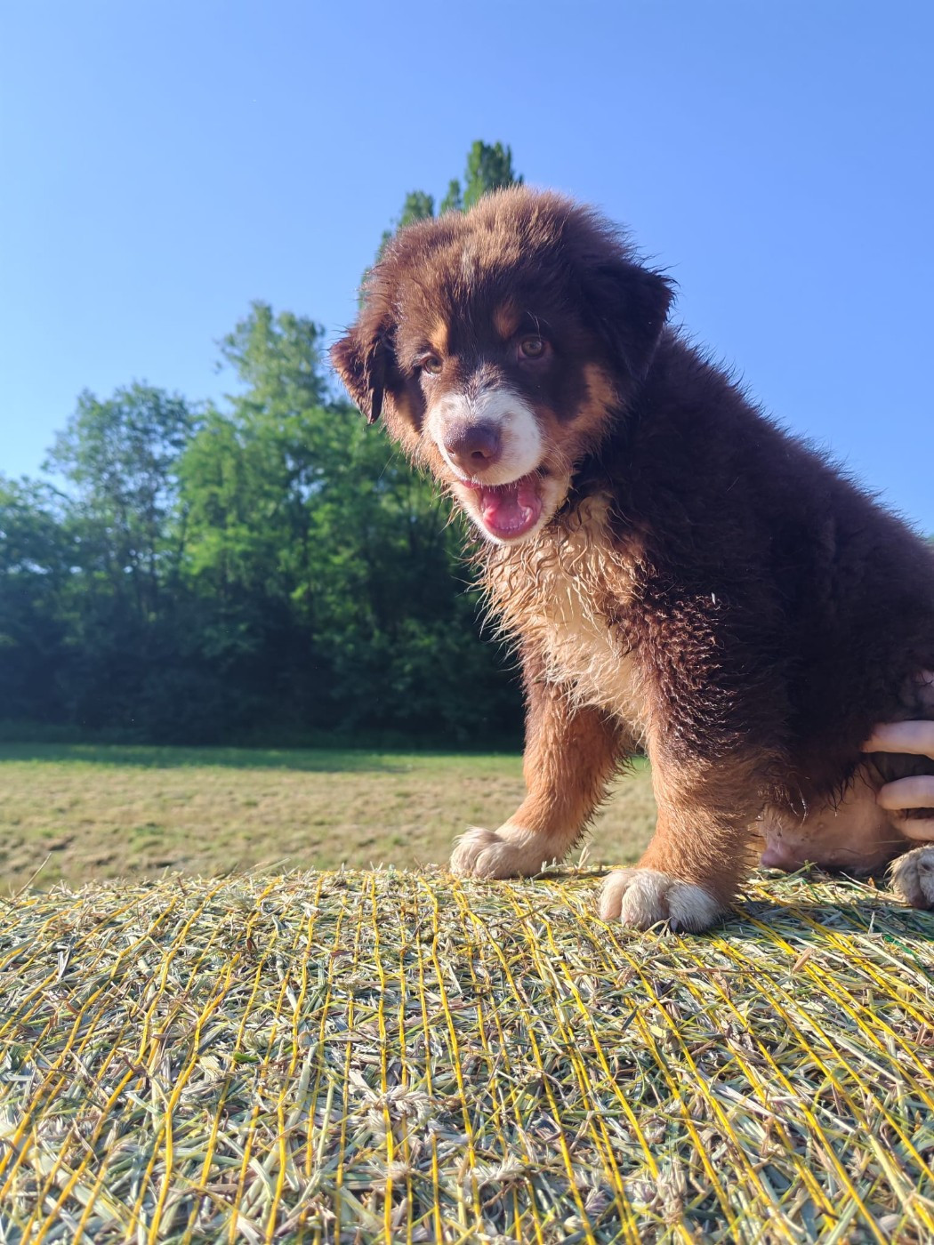 Du Berger Des Alpages - Chiots disponibles - Berger Australien