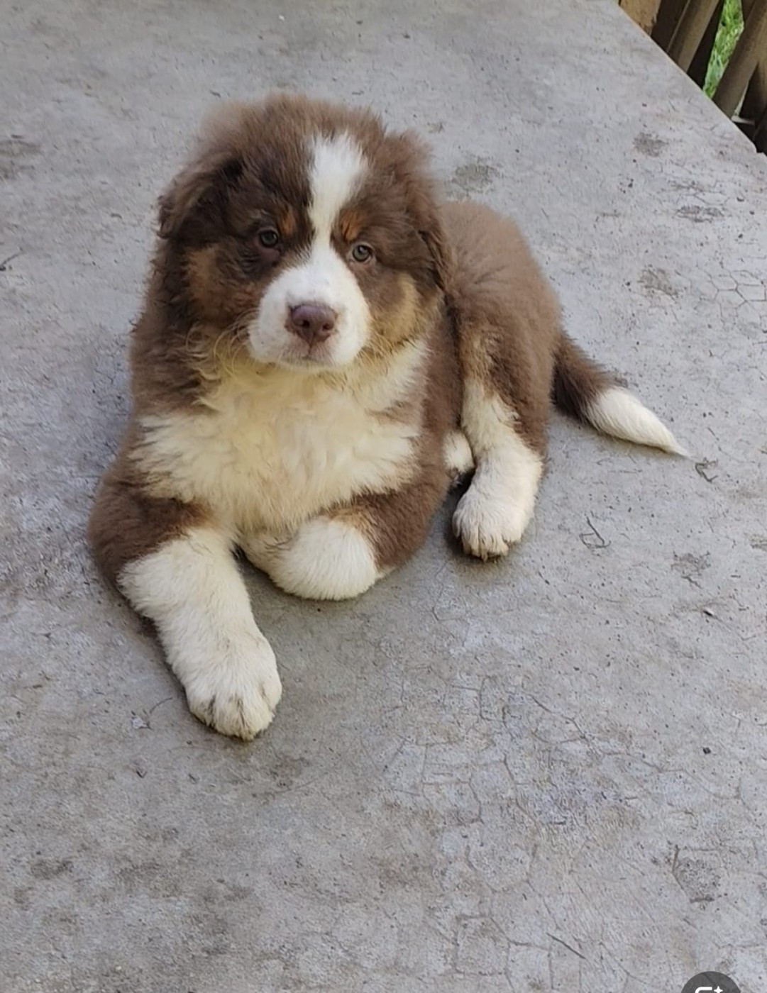 Du Berger Des Alpages - Chiots disponibles - Berger Australien
