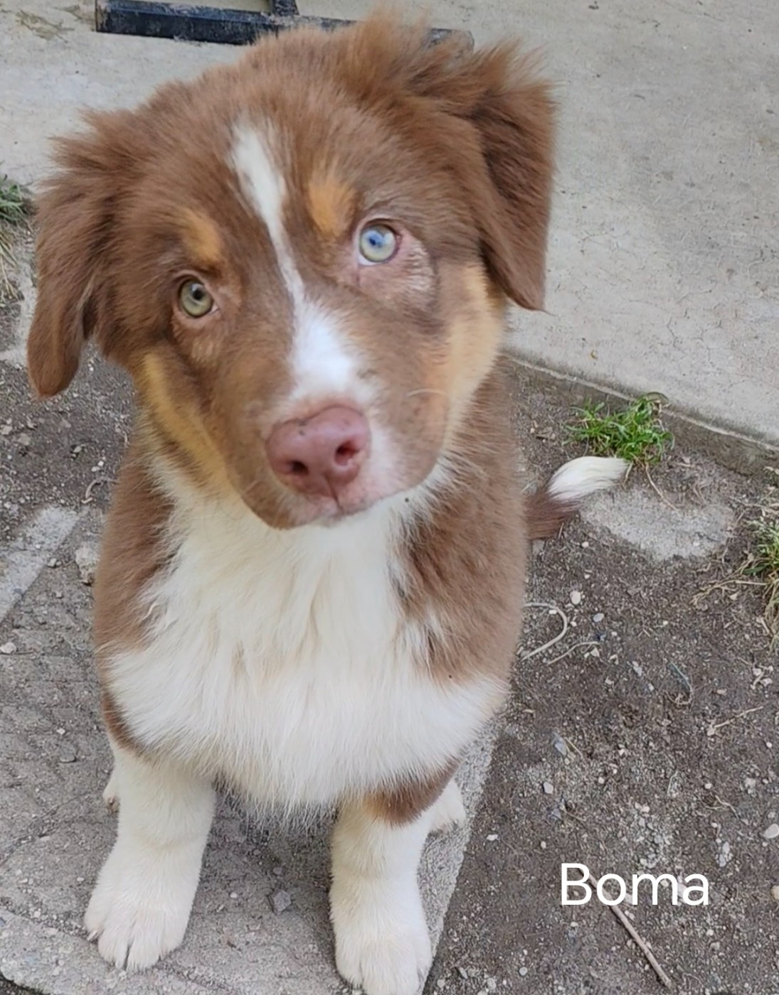 Du Berger Des Alpages - Chiots disponibles - Berger Australien