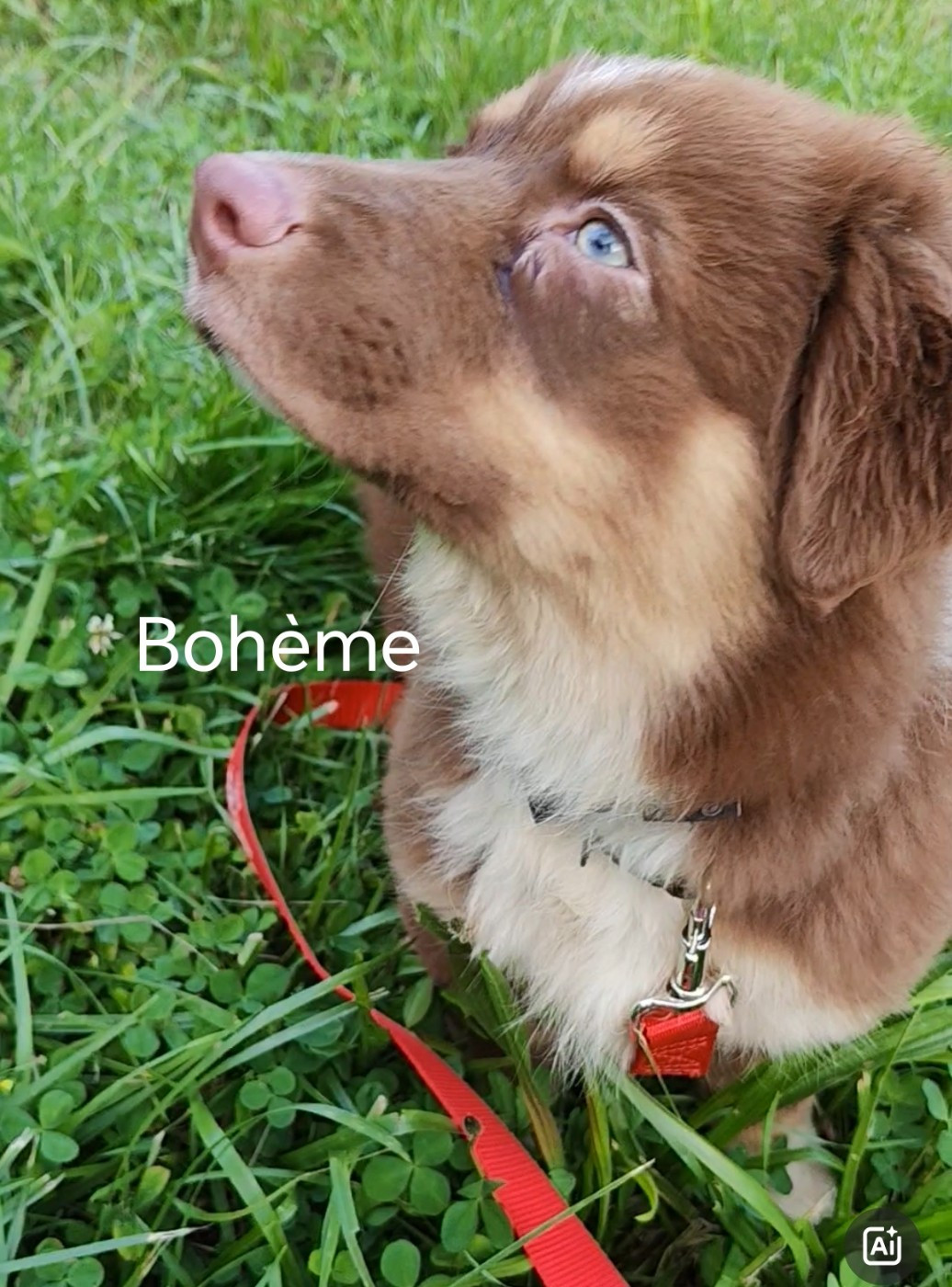 Du Berger Des Alpages - Chiots disponibles - Berger Australien