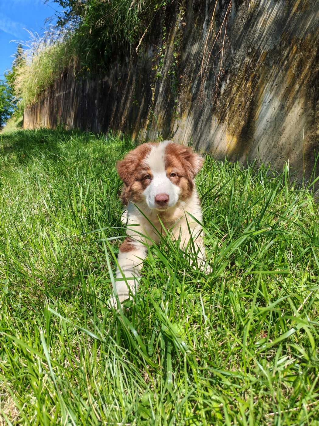 Du Berger Des Alpages - Chiots disponibles - Berger Australien