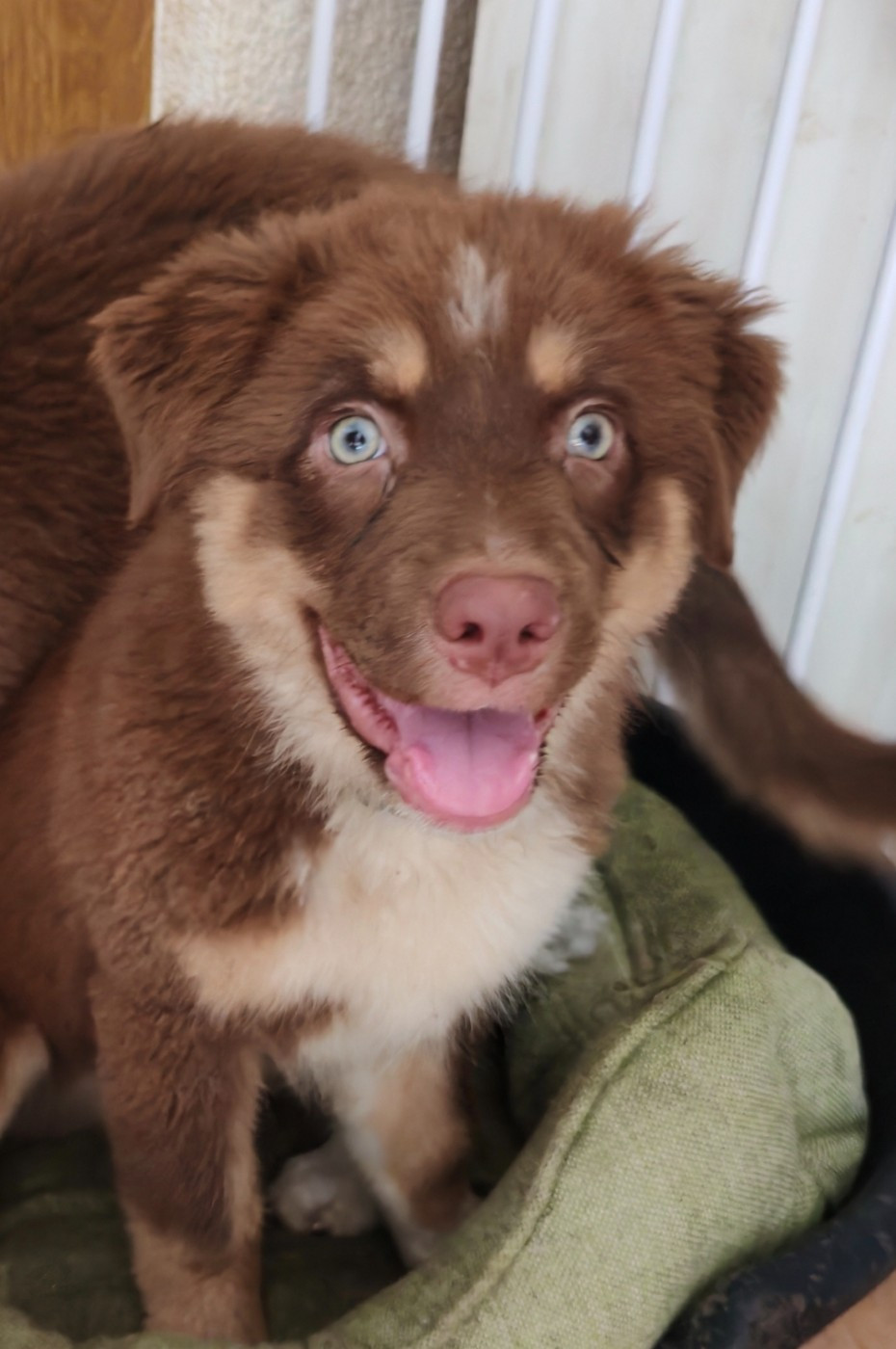 Du Berger Des Alpages - Chiots disponibles - Berger Australien