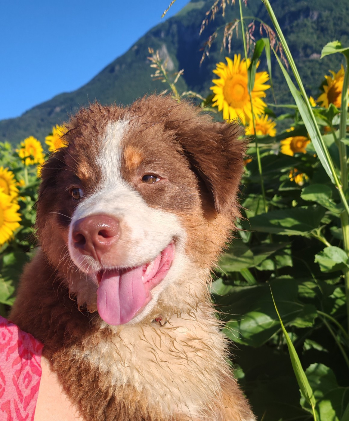 Du Berger Des Alpages - Chiots disponibles - Berger Australien