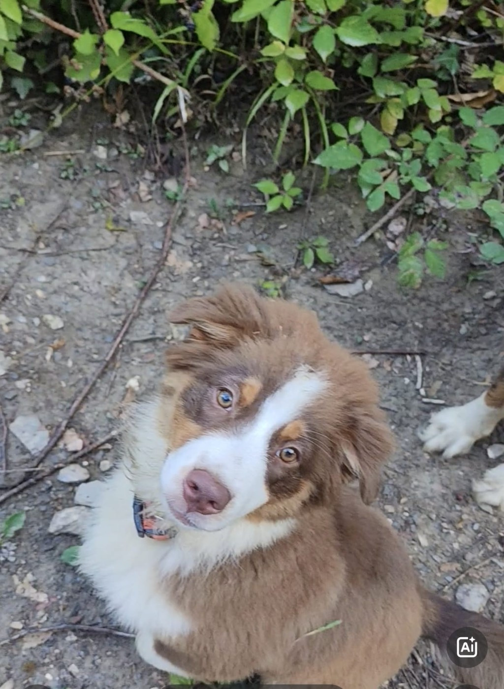 Du Berger Des Alpages - Chiots disponibles - Berger Australien