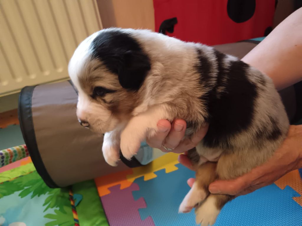Du Berger Des Alpages - Chiots disponibles - Berger Australien