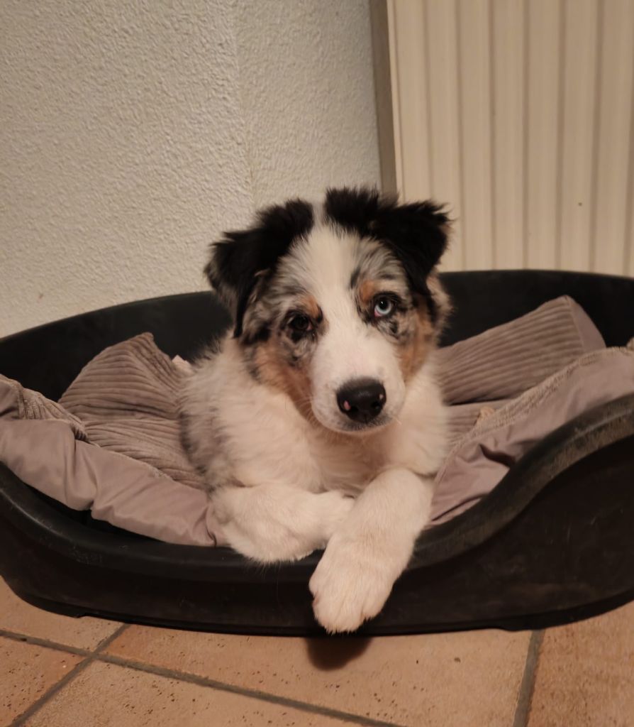 Du Berger Des Alpages - Chiots disponibles - Berger Australien