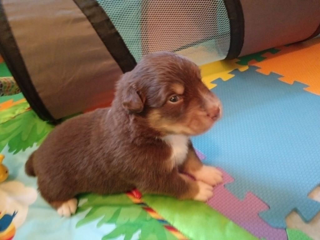 Du Berger Des Alpages - Chiots disponibles - Berger Australien
